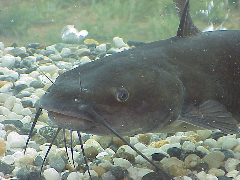 Poisson chat ©US Army corps of engineers