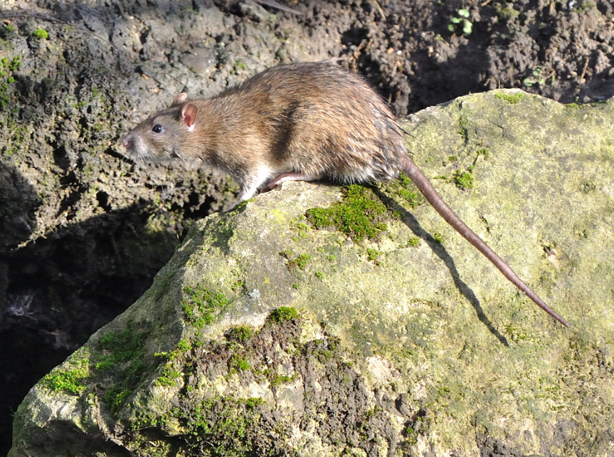 Rat surmulot ©Jean-Luc Hercent